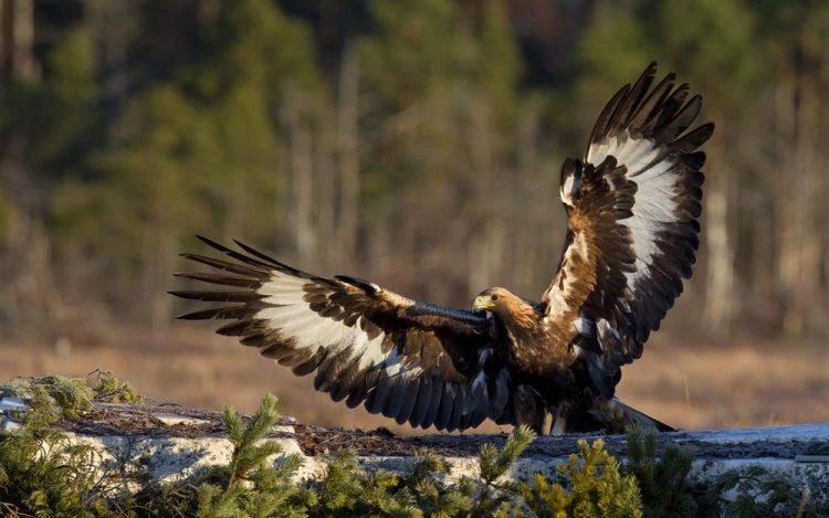 Δείτε τι έγινε όταν ένας χρυσαετός επιτέθηκε σε έναν αίγαγρο σε πλαγιά της Κρήτης! [Βίντεο]